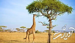 ۲۰ واقعیت جالب، بامزه و باورنکردنی برای ذهن های کنجکاو که آموزنده نیز هستند